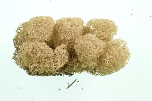 Star-tipped Reindeer Lichen; Star Reindeer Lichen; Star-nosed Reindeer Lichen